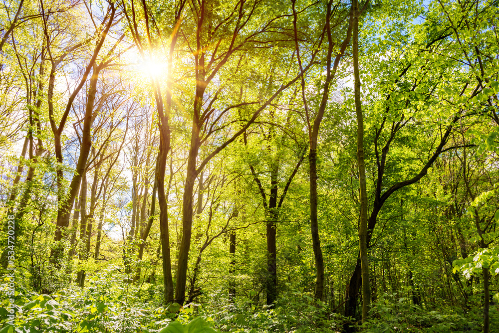 Obraz premium Forest in spring with bright sun shining through the trees