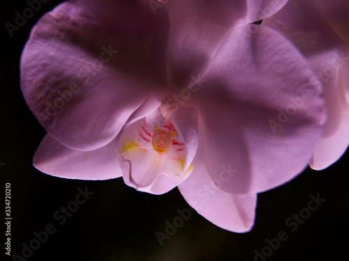 Pink orchid flower. A blooming orchid