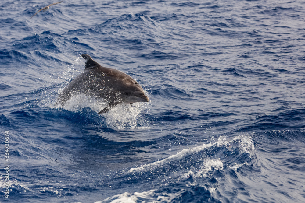 Obraz premium dolphin swimming in Atlantic Ocean near the coast of Tenereife.