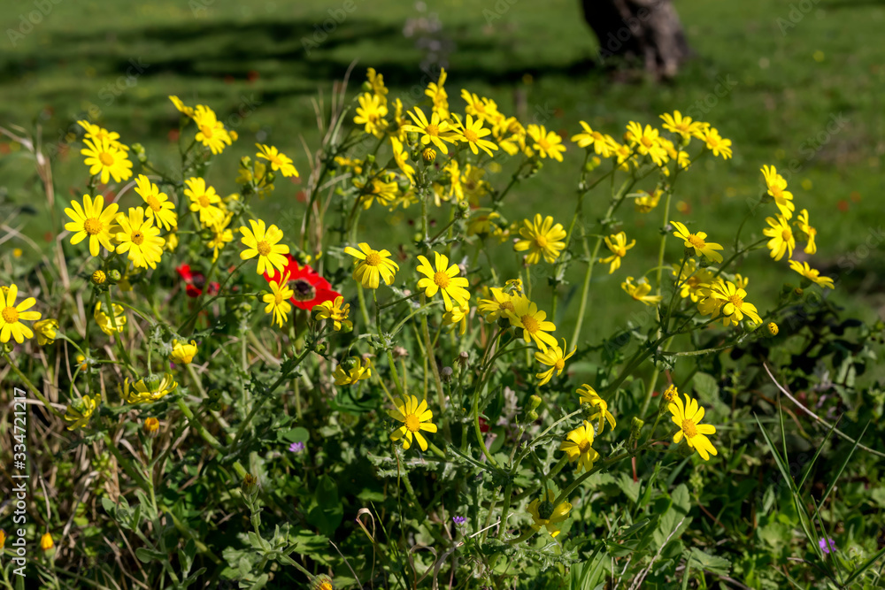 Fototapeta premium The plant (Senecio leucanthemifolius Poir.) grows close-up in spring