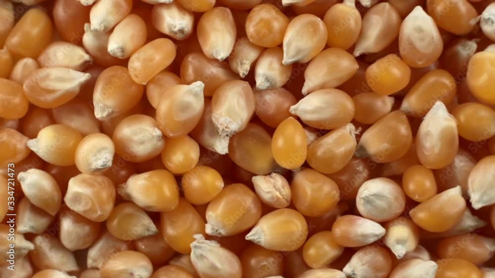 Close-up fresh corn revolves around itself Close-up fresh corn revolves around itself