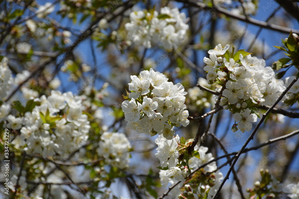 Beautiful White Cherry Blossom Branch with Blue Sky