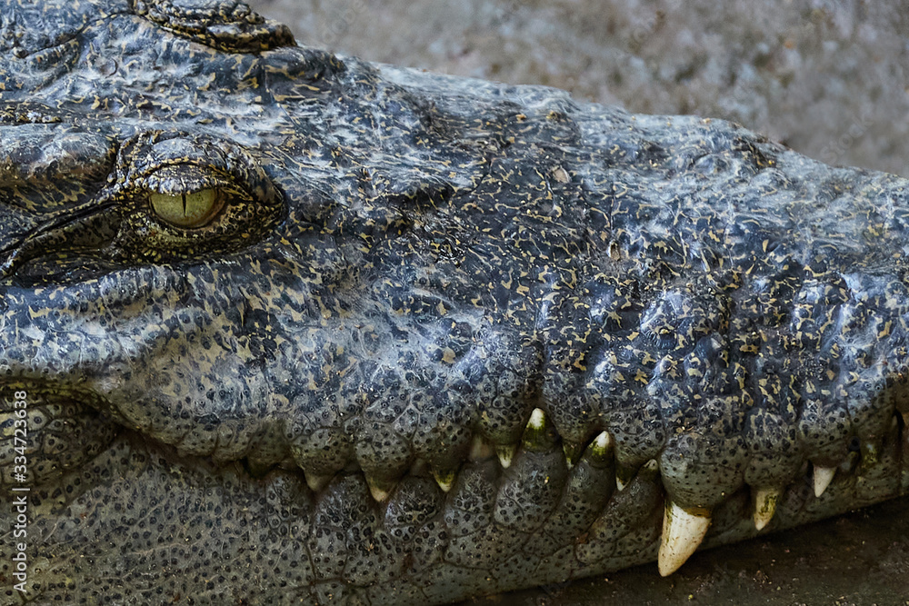 Obraz premium Crocodile teeth