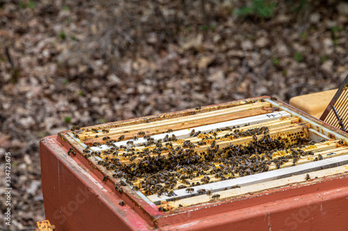 vielen Honigbienen in ihrer Bienenbox