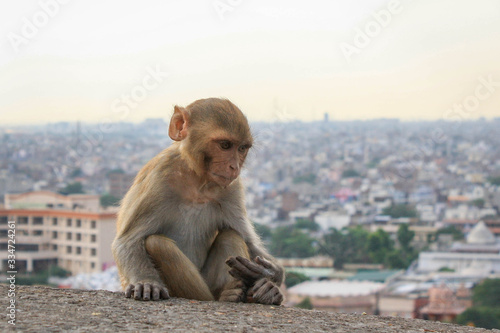 monkey on the mountain