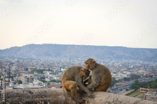 monkeys on a mountain