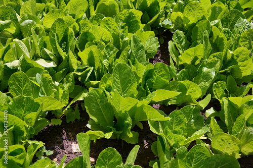 growing natural lettuce in the village