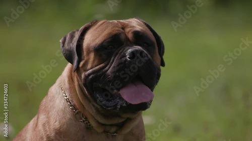grown male mustiff dog