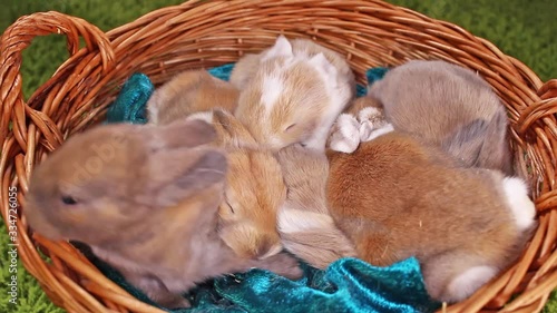 Easter rabbits. Baby Bunny kits
