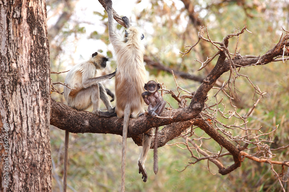 Obraz premium Monkey family