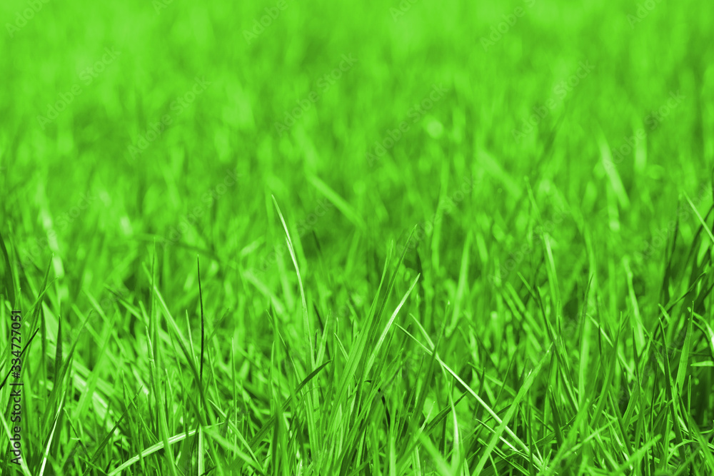 Perfect fresh green grass background, spring grass, selective focus Perfect fresh green grass background, spring grass, selective focus