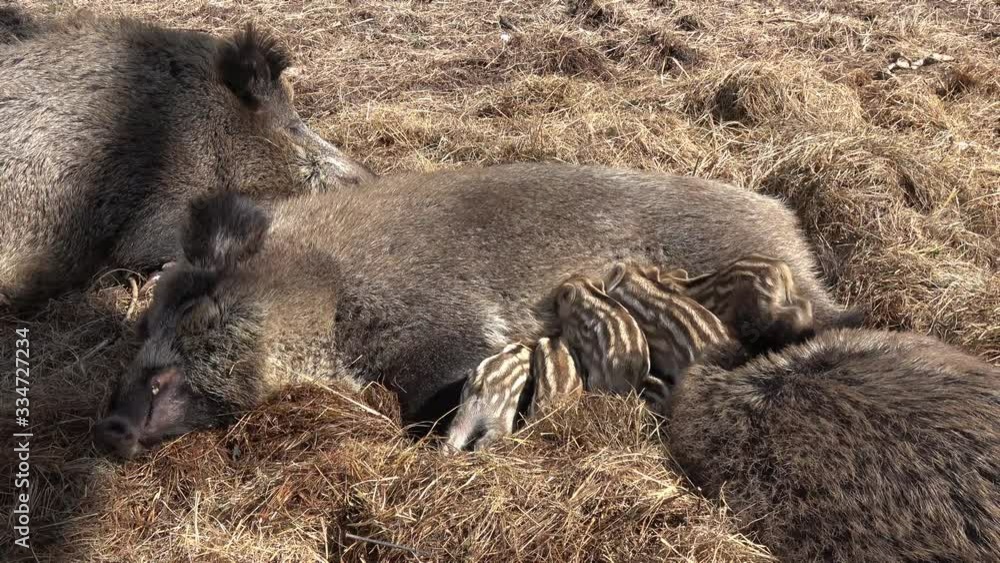 Frischlinge, viele kleine junge Wildschweine im Stroh Frischlinge, viele kleine junge Wildschweine im Stroh