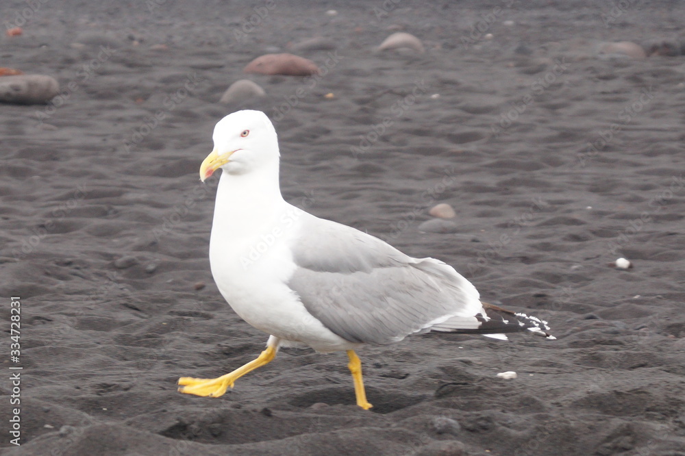 Fototapeta premium Möve
