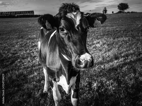 Black and white cow in the field. Domestic animal. Head shot.