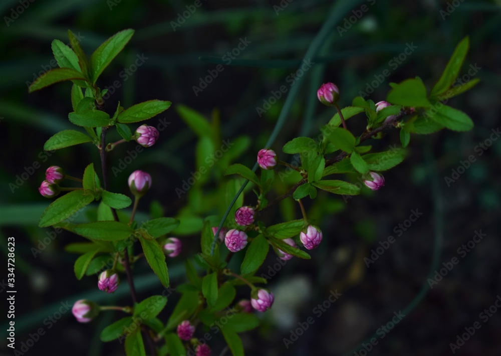 flowers in the garden