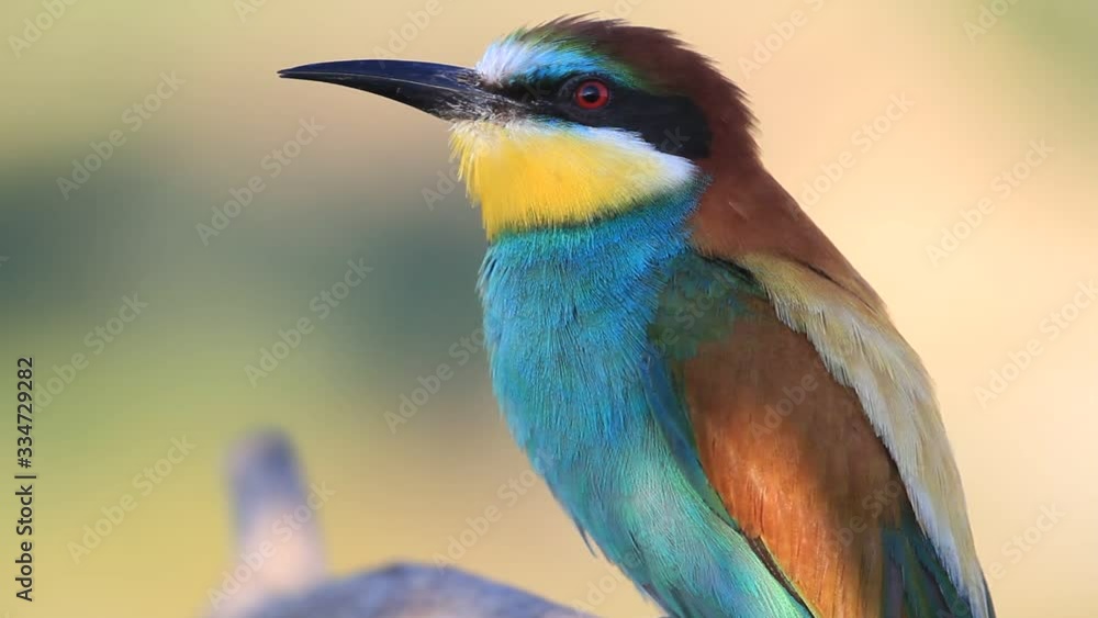 bee-eater large portrait in the morning rays