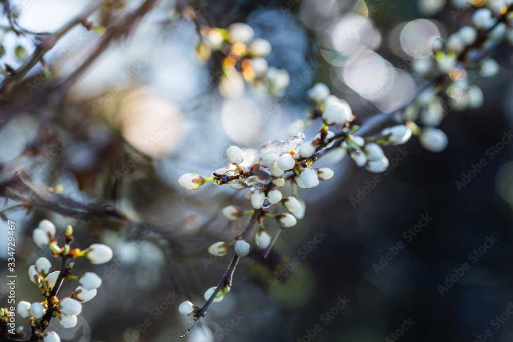 white closed buds covered with ice on a sunny day in spring. Sunlight and bokeh in the background. white closed buds covered with ice on a sunny day in spring. Sunlight and bokeh in the background.