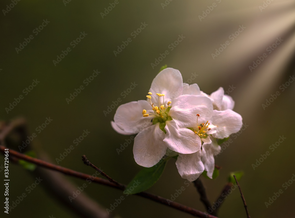 Spring has come, fruit trees are covered with flowers. Apple trees, pears, peaches argue among themselves - who is more beautiful. Spring has come, fruit trees are covered with flowers. Apple trees, pears, peaches argue among themselves - who is more beautiful.