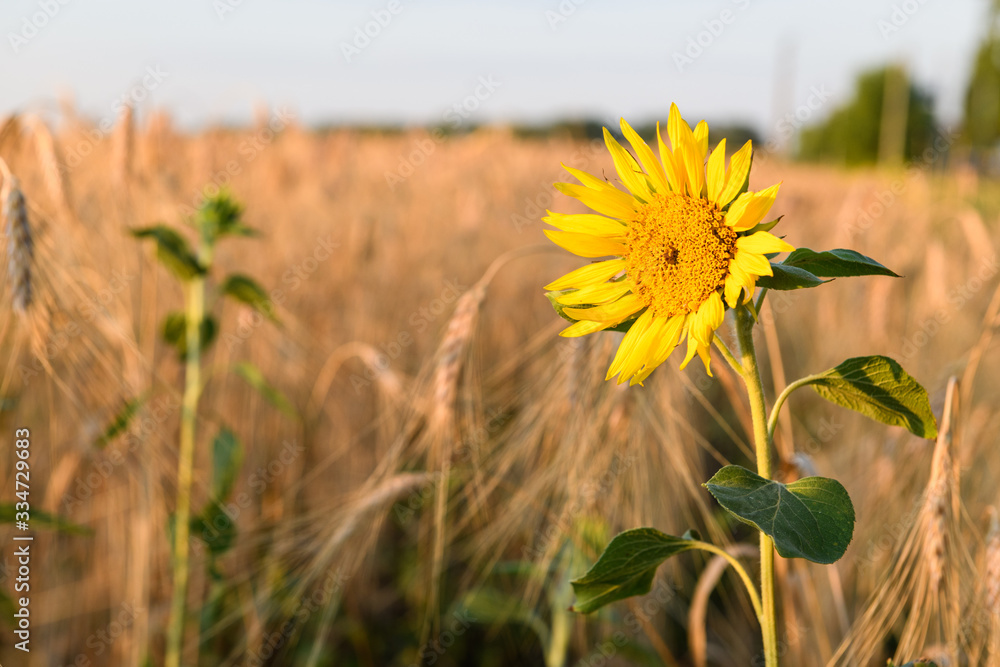 Fototapeta premium Lonely blooming sunflower flower against a wheat field against trees and blue sky. Summer landscape with a wheat field and sunflowers. Beautiful agriculture background