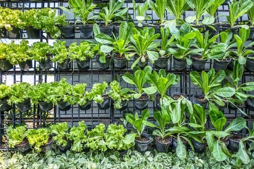 Rows of organic vegetables in black plastic pots on vertical garden