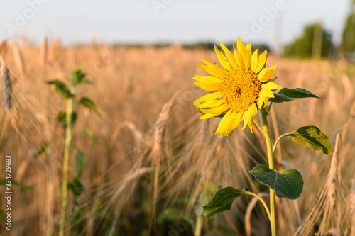 Lonely blooming sunflower flower against a wheat field against trees and blue sky. Summer landscape with a wheat field and sunflowers. Beautiful agriculture background