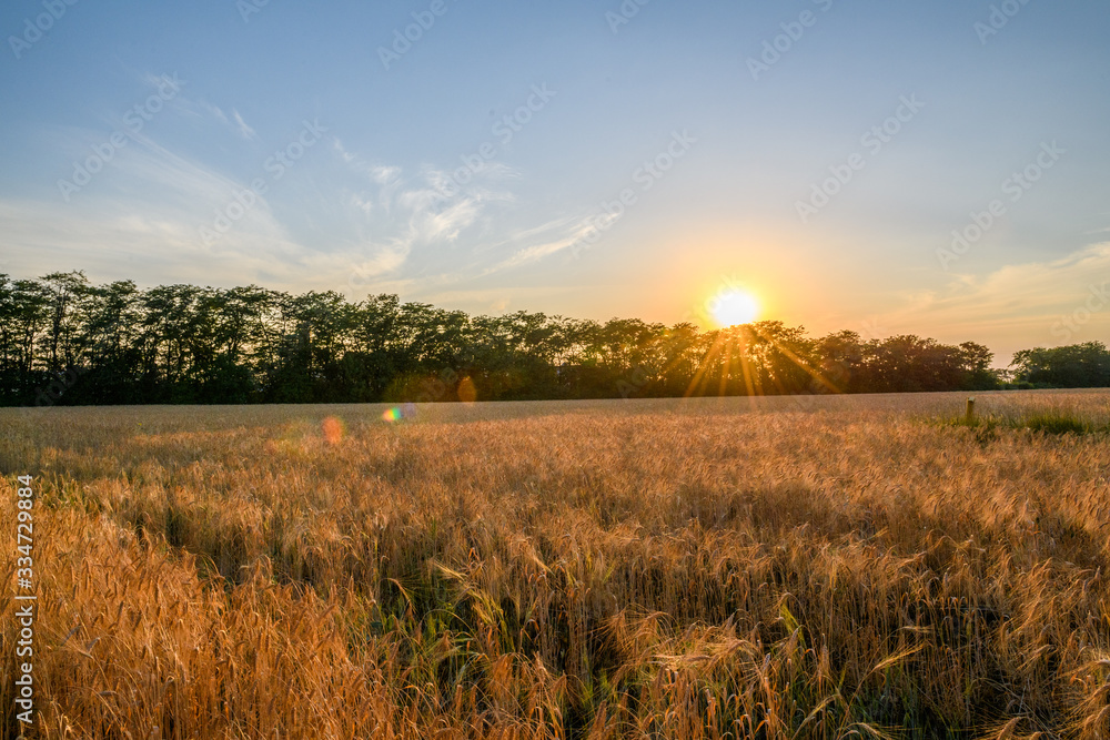 A beautiful sunset sky with clouds above the forest floor and a large field of wheat. Beautiful rural panorama of a field with wheat. General view of the colorful sunset, sunrise over the wheat field