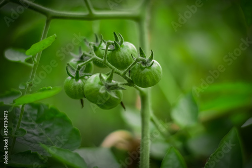 green tomatoes on tree