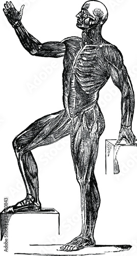 Human Muscles Scientific Drawing Vintage Engraved line art drawing black and white Illustration