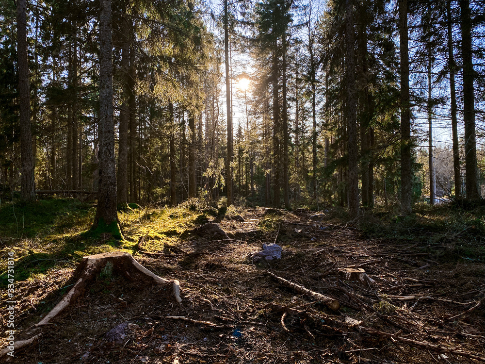 Sunlight in the forest in Sweden Sunlight in the forest in Sweden