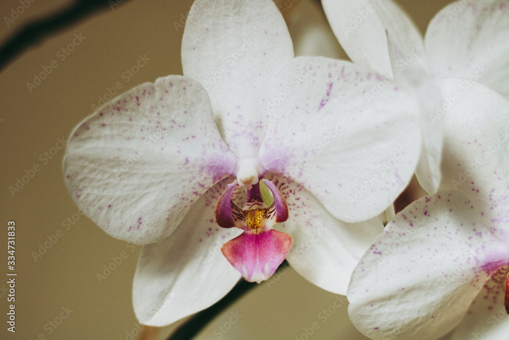 white orchid white orchid