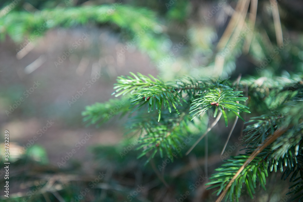 Close-up of a Christmas tree in the woods. Close-up photo of a green pine needle. Close-up of a Christmas tree in the woods. Close-up photo of a green pine needle.