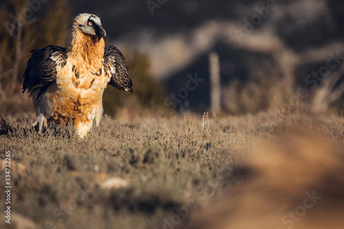 Bearded Vulture, Gypaetus barbatus, detail portrait of rare mountain bird photo