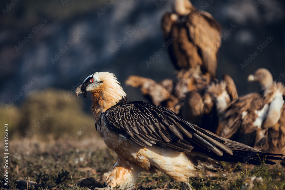 Fototapeta premium Bearded Vulture, Gypaetus barbatus, detail portrait of rare mountain bird with vultures