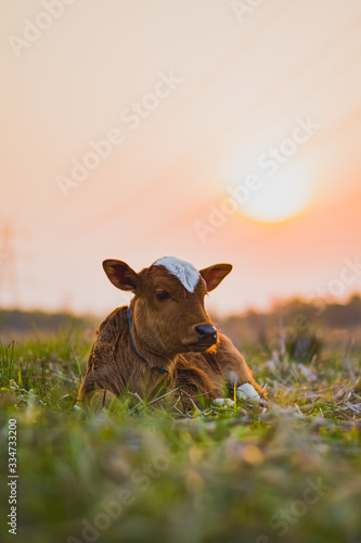 cow in a field © Ankit