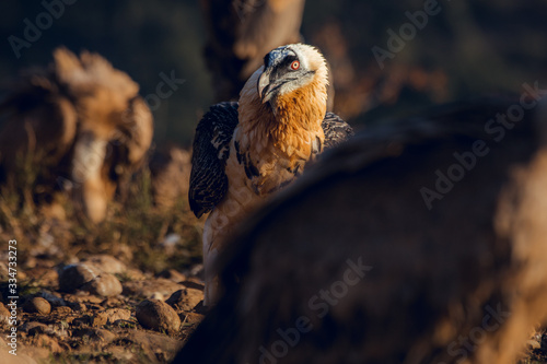 Bearded Vulture, Gypaetus barbatus, detail portrait of rare mountain bird with vultures photo