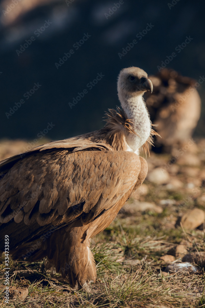Fototapeta premium Close up Portrait of Bearded Vulture, Gypaetus barbatus, in mountains at sunrise in Spain