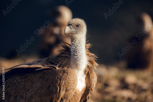 Close up Portrait of Bearded Vulture, Gypaetus barbatus, in mountains at sunrise in Spain photo