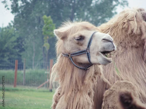 Fototapeta samoprzylepna wielbłąd