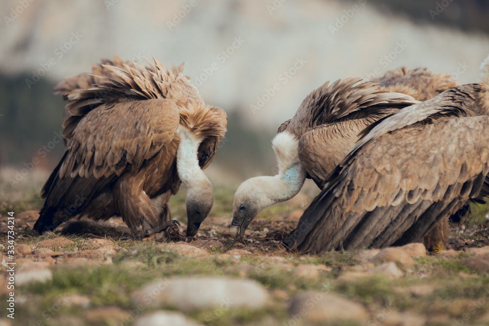 Fototapeta premium Group Vultures, interacting and eating bones in mountains at sunrise in Spain