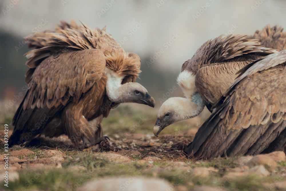 Fototapeta premium Group Vultures, interacting and eating bones in mountains at sunrise in Spain