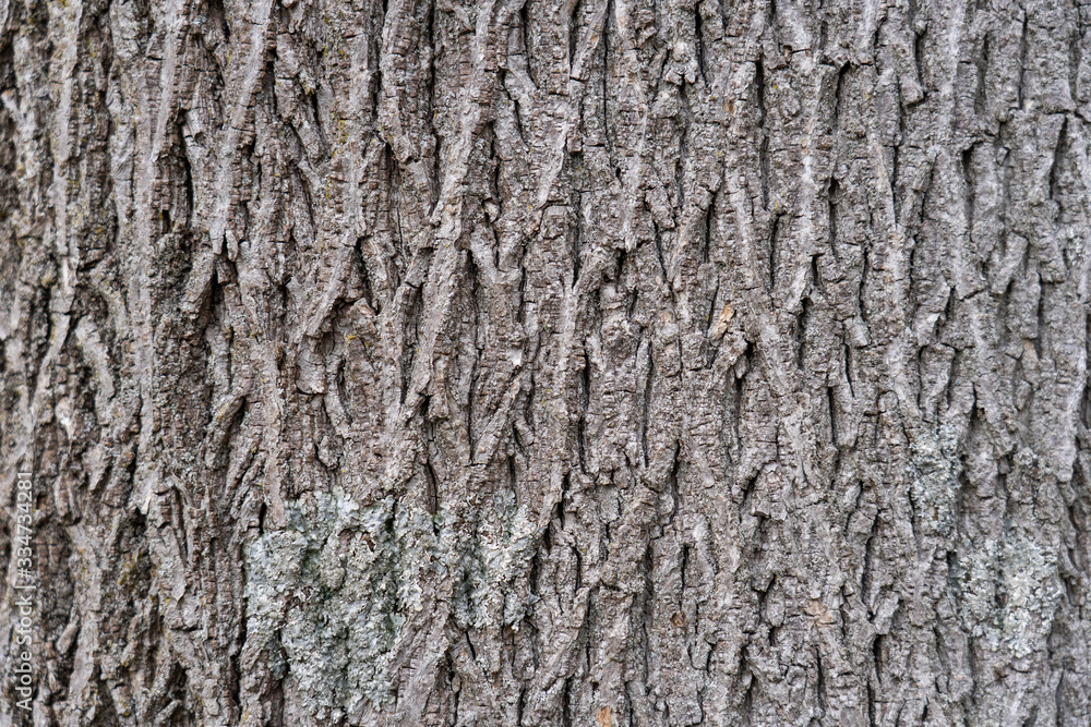 Pattens of Tree Bark Pattens of Tree Bark