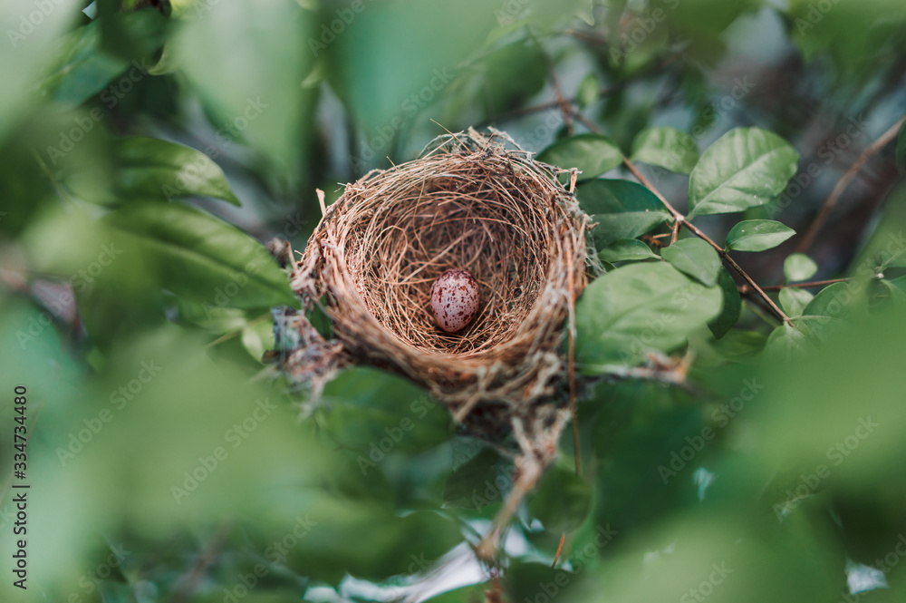 Small bird eggs In the green tree Small bird eggs In the green tree