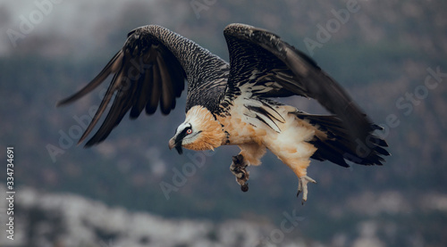 Bearded Vulture or Lammergeier, Gypaetus barbatus, flying bird on the rock mountain. Rare mountain bird, fly in winter, animal in stone habitat, with food on legs