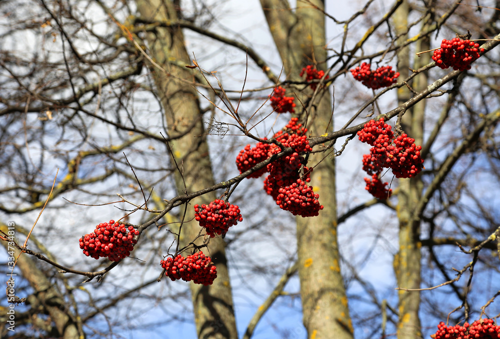 Bright bunches of mountain ash Bright bunches of mountain ash