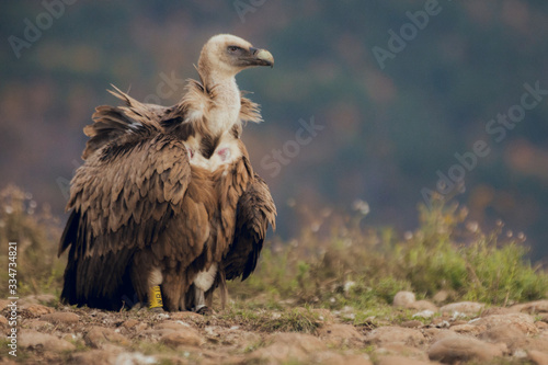 The Cinereous Vulture is a largely solitary bird, being found alone or in pairs much more frequently than most other Old World vultures. photo
