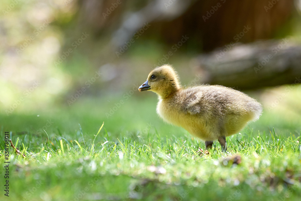 Canada goose gosling ( Branta Canadensis ) Canada goose gosling ( Branta Canadensis )