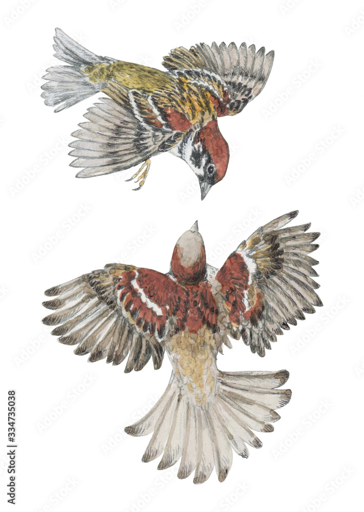 Naklejka premium Sparrows dancing. Realistic illustration with a couple of birds flying in the air