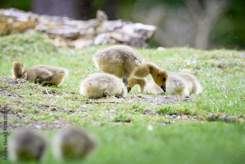 Canada geese goslings ( Branta Canadensis ) Canada geese goslings ( Branta Canadensis )