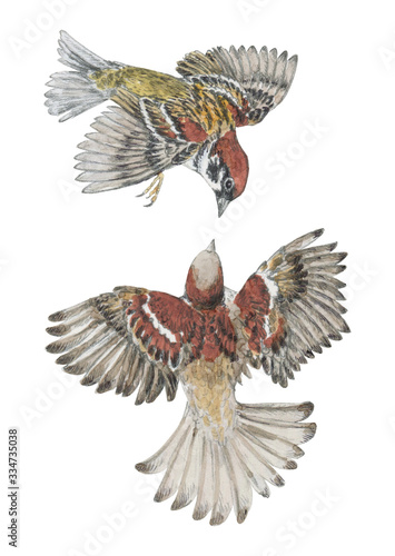 Sparrows dancing. Realistic illustration with a couple of birds flying in the air