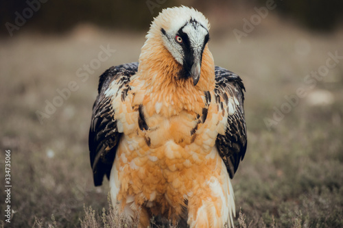 Close up bearded vulture portrait of rare mountain bird photo